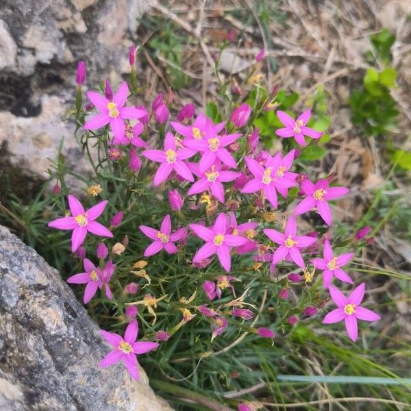 Centaurium quadrifolium 花