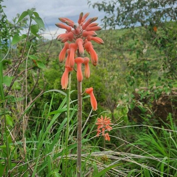 Aloe amudatensis Pokrój