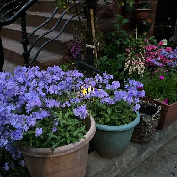 Phlox divaricata Blomst