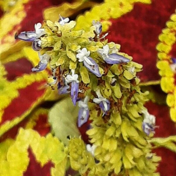 Plectranthus scutellarioides Blomst