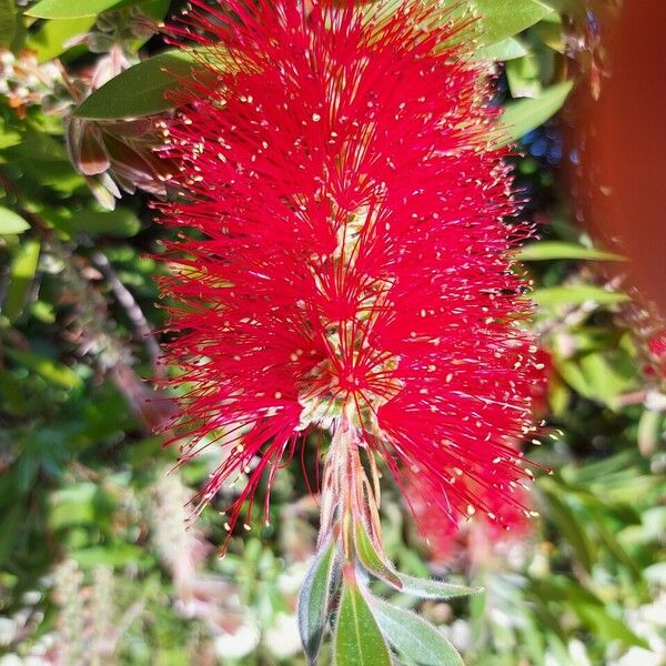 Callistemon citrinus 花