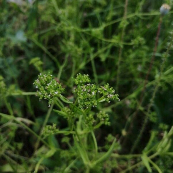 Valeriana eriocarpa Fruto