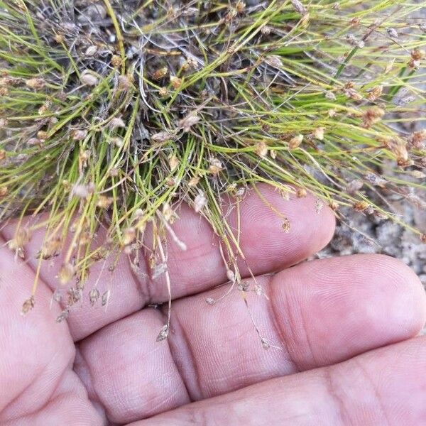 Isolepis setacea Цвят