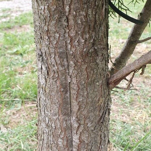 Cupressus sempervirens Bark