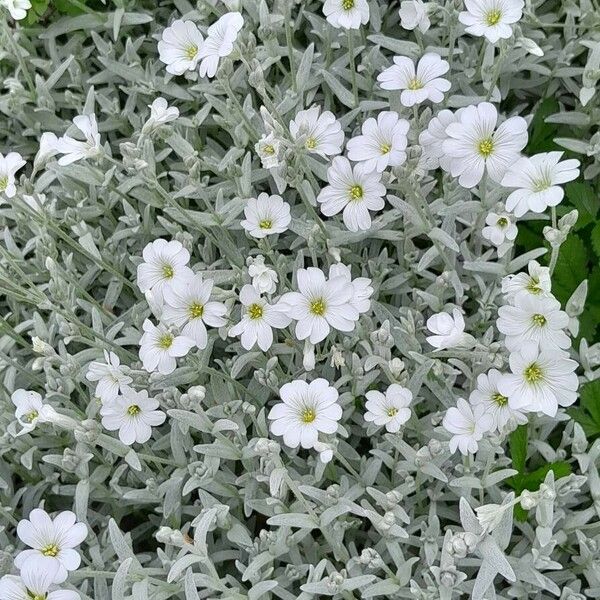 Cerastium tomentosum Vivejo