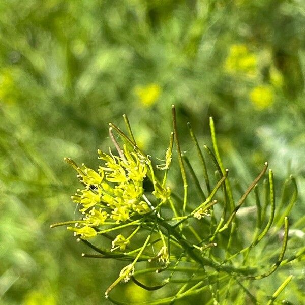 Descurainia sophia Flower