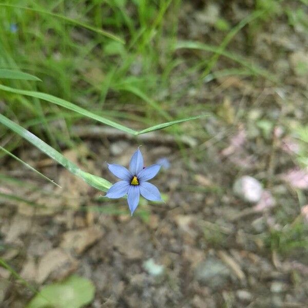 Sisyrinchium angustifolium Fleur