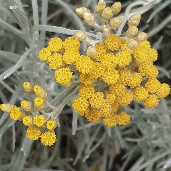 Helichrysum italicum Virág