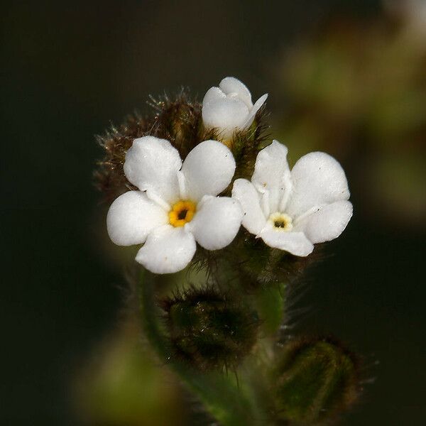 Plagiobothrys canescens Lorea