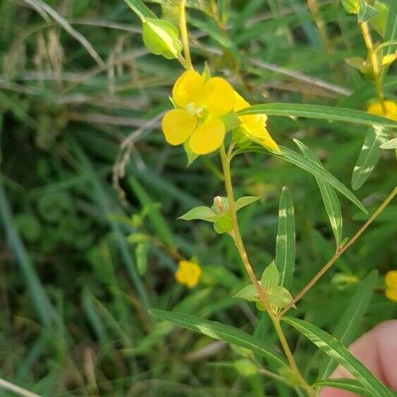 Ludwigia alternifolia Floro