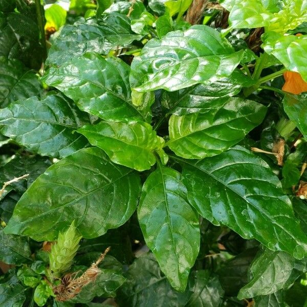 Crossandra infundibuliformis Leaf