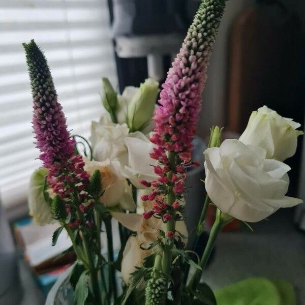 Veronica spicata Flower