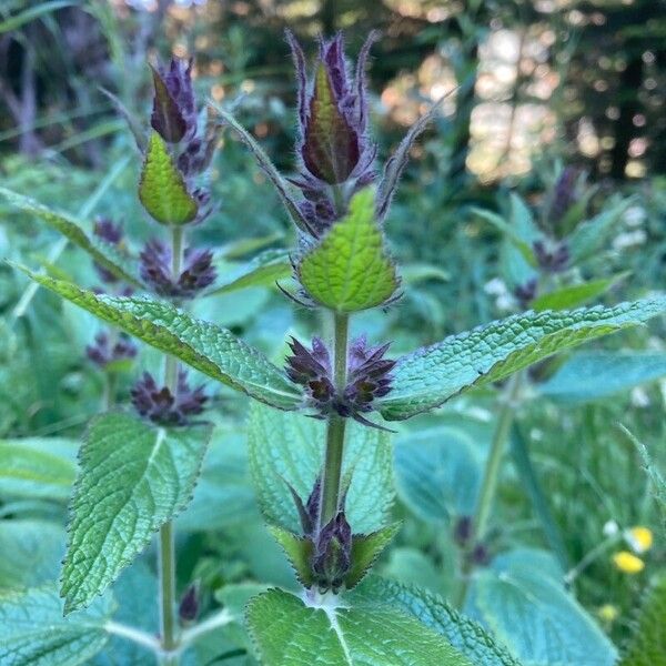 Stachys alpina Flower