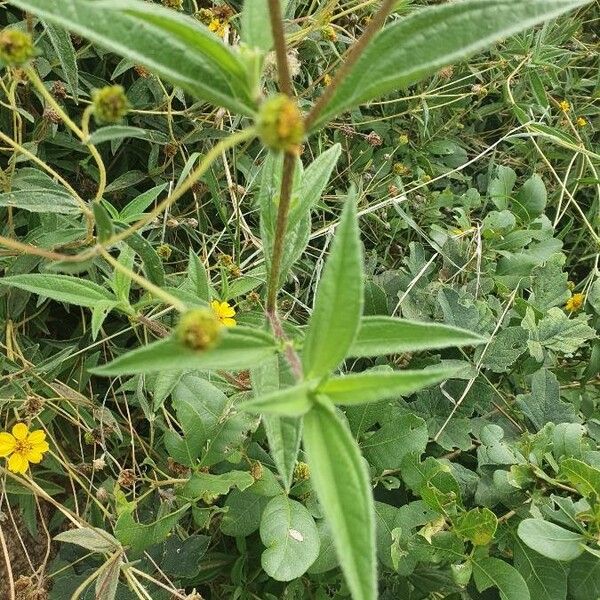 Aspilia mossambicensis Leaf