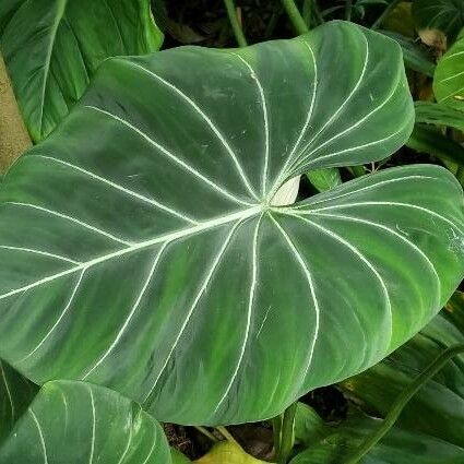 Philodendron gloriosum Fulla