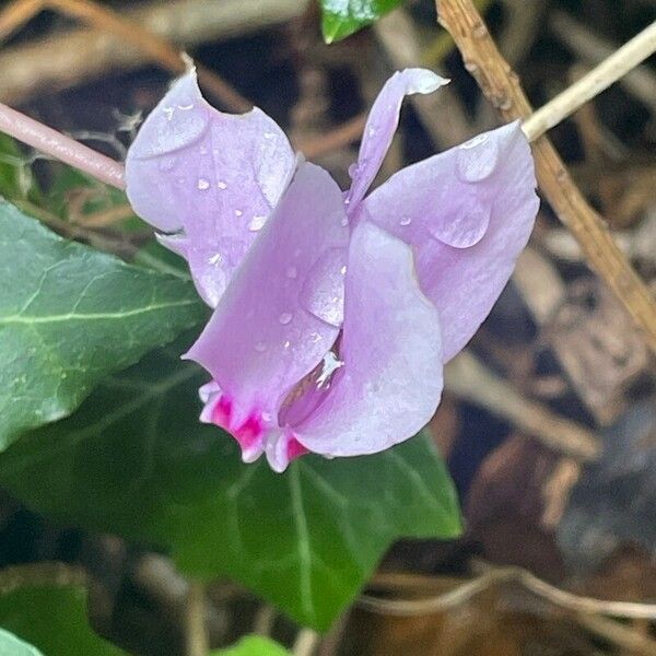 Cyclamen hederifolium പുഷ്പം