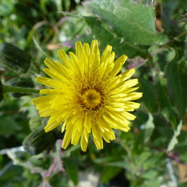 Sonchus oleraceus Flower