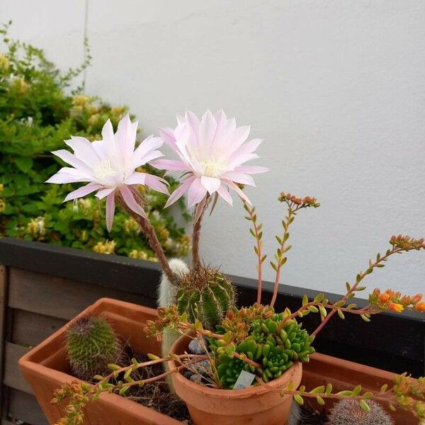 Echinopsis oxygona Flors