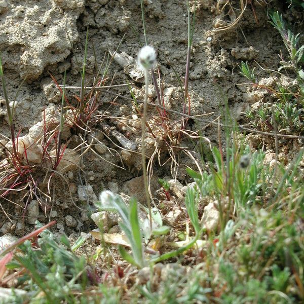 Plantago bellardii Costuma