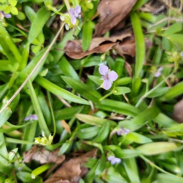 Murdannia nudiflora 花