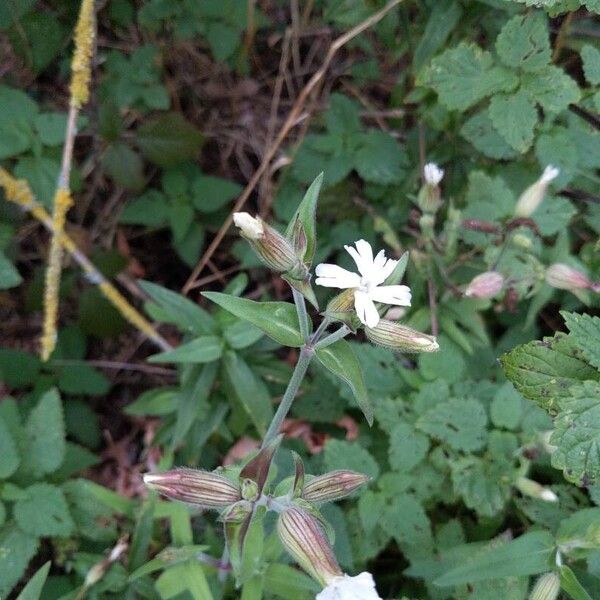 Silene latifolia Floare