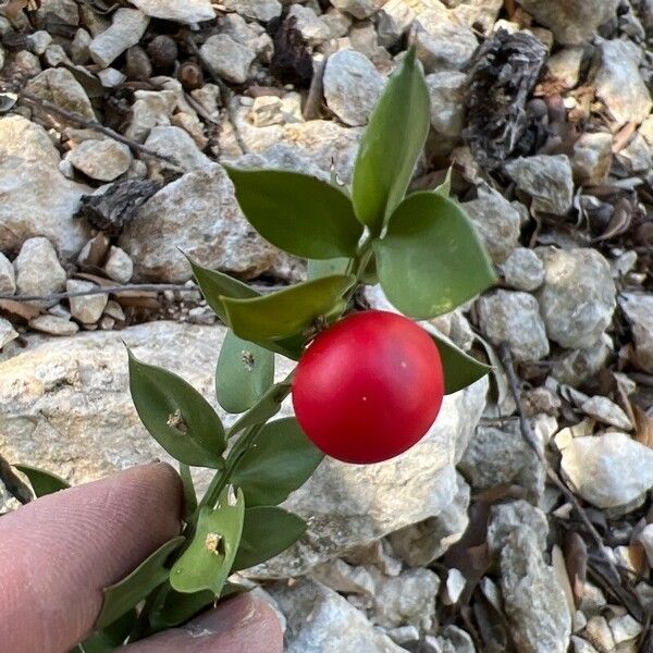 Ruscus aculeatus Fruct