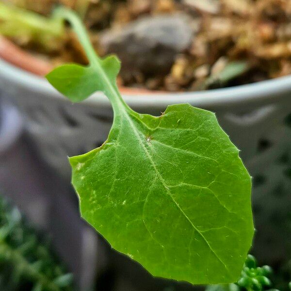 Lactuca muralis Folla