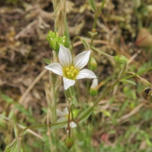 Linum catharticum Žiedas