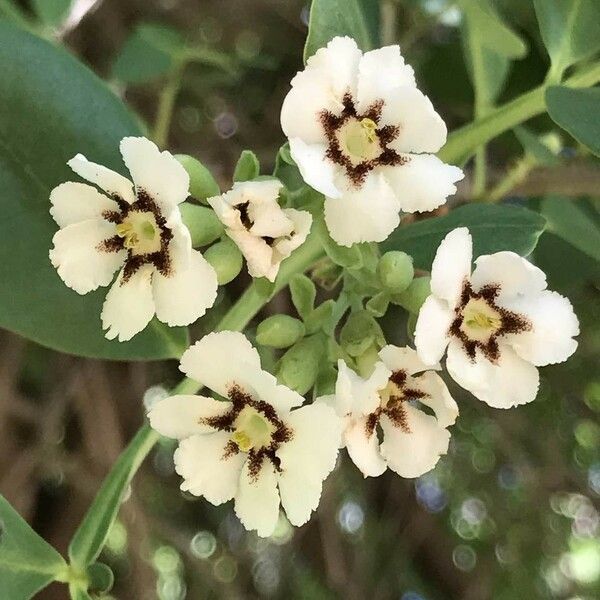 Schrebera alata Blüte