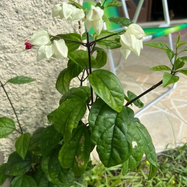 Clerodendrum thomsoniae Kvet