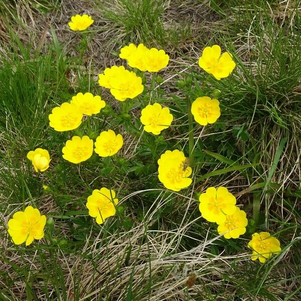 Potentilla aurea Habit