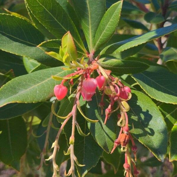 Arbutus unedo Fruto