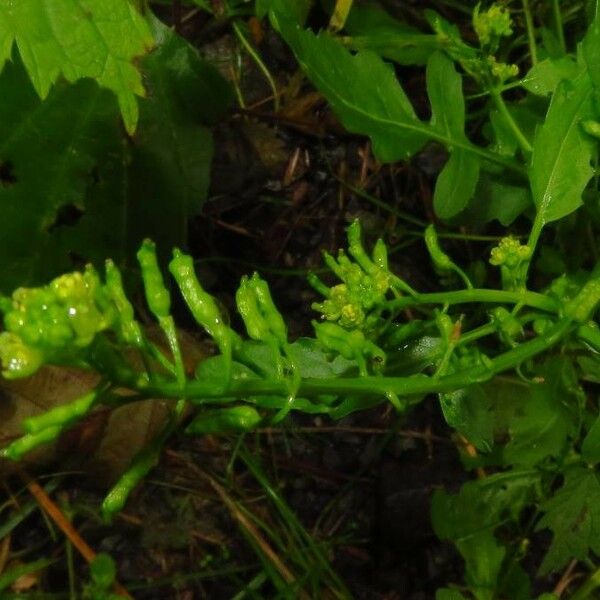 Rorippa palustris Leaf