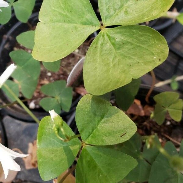 Oxalis latifolia Blad