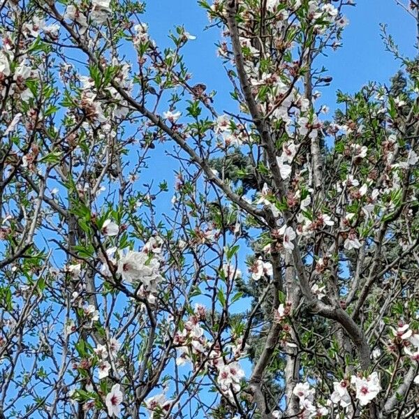 Prunus dulcis Elinympäristö
