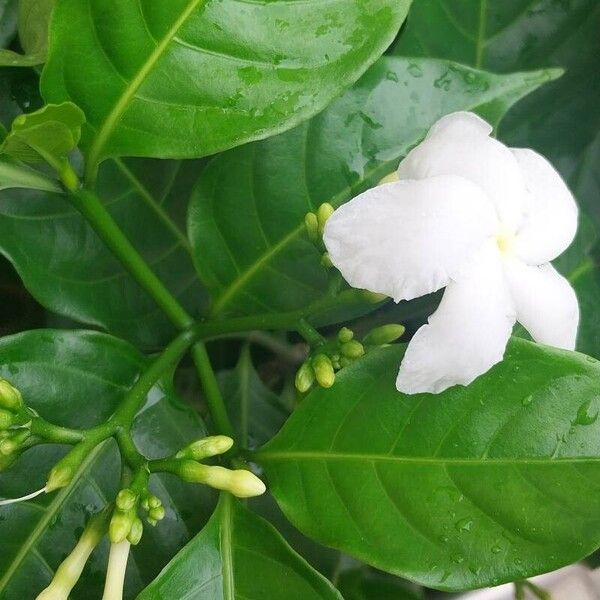 Jasminum sambac Flower