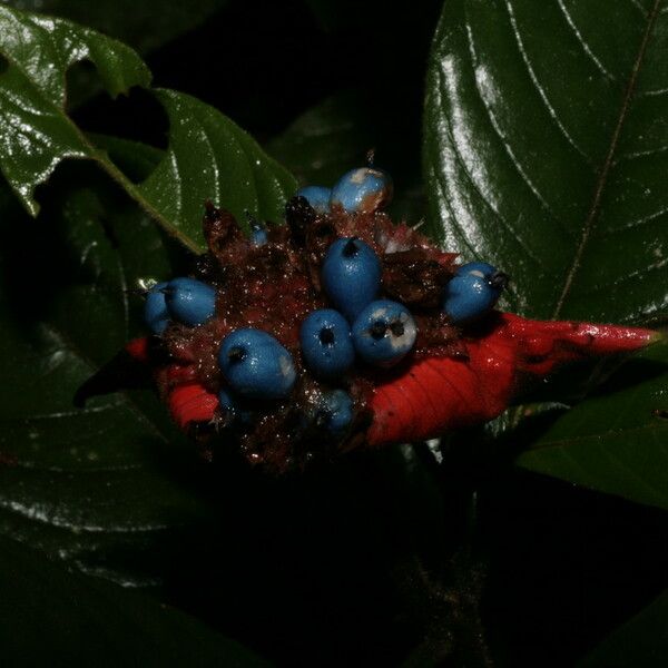 Psychotria poeppigiana Fruit