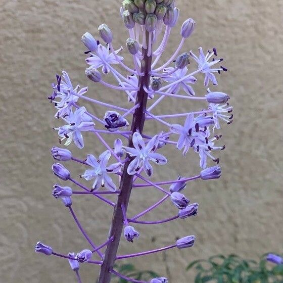 Scilla hyacinthoides Кветка