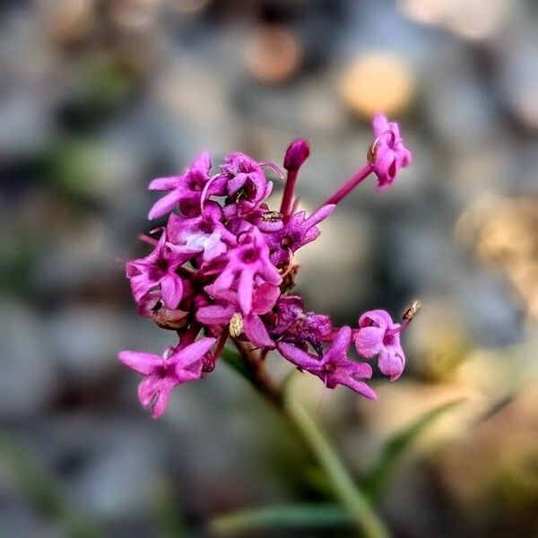 Valeriana lecoqii Õis