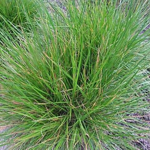 Deschampsia cespitosa Buveinė