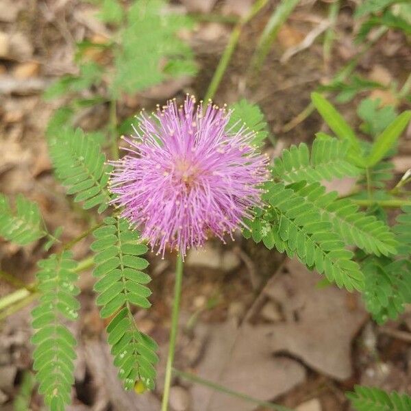 Mimosa quadrivalvis Flors