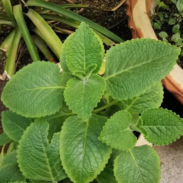 Plectranthus amboinicus 葉