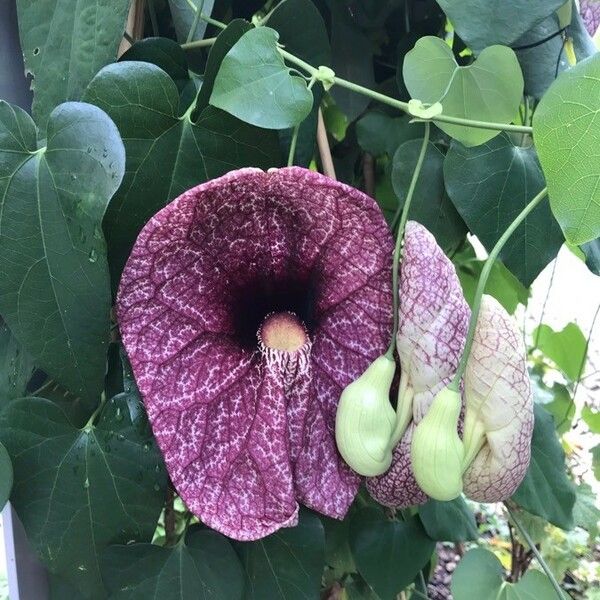 Aristolochia littoralis Flower