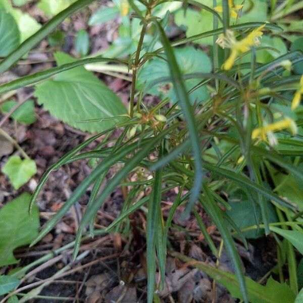 Lysimachia lanceolata Leaf