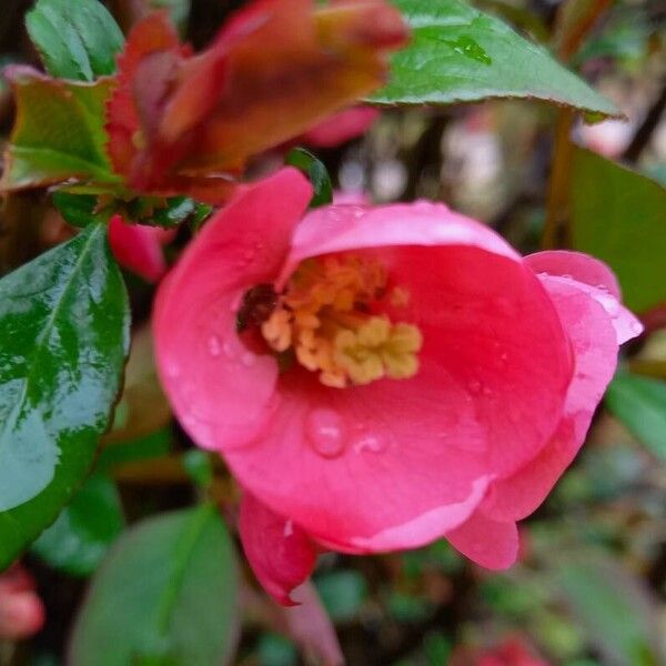 Chaenomeles speciosa Flors