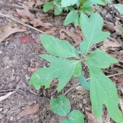 Sassafras albidum পাতা