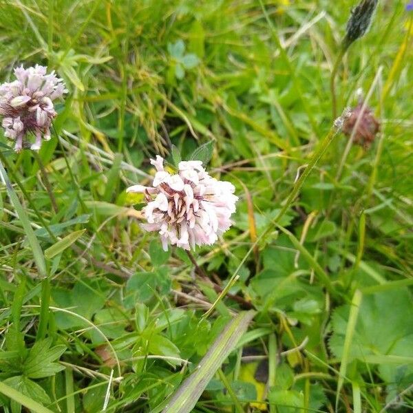 Trifolium pallescens Кветка