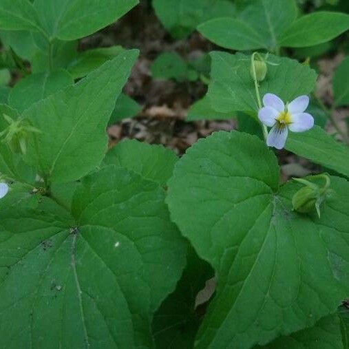 Viola canadensis 花