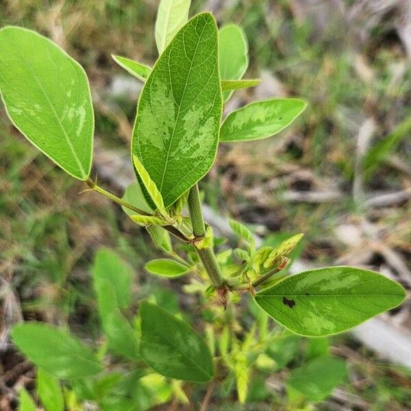 Desmodium tortuosum Hostoa