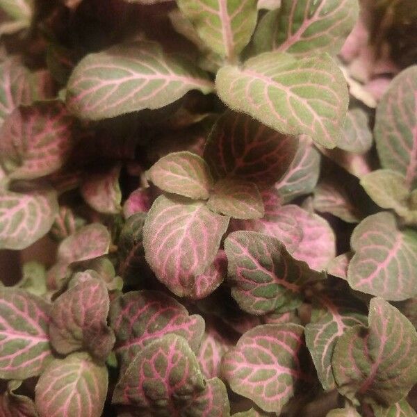 Fittonia albivenis Lapas